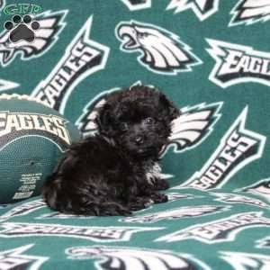 Orianna, Maltipoo Puppy